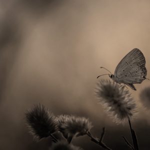 Schmetterling auf einer Blüte