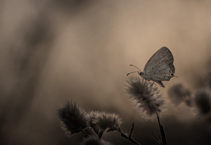 Schmetterling auf einer Blüte