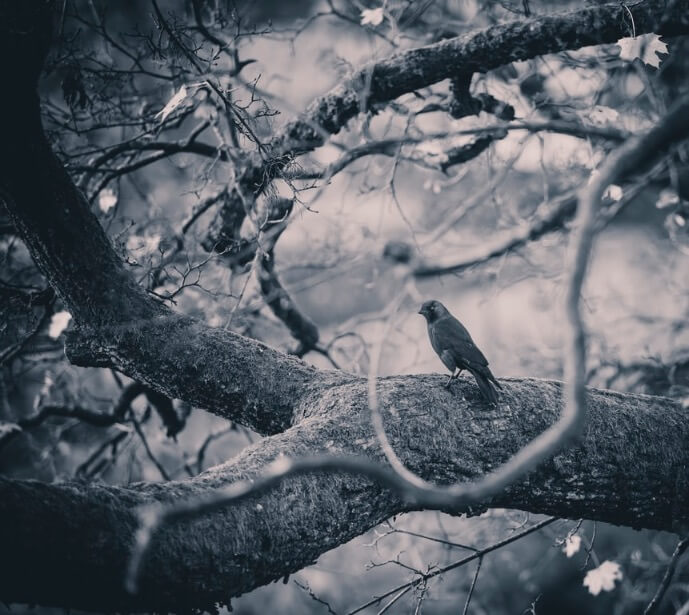 Vogel auf Ast