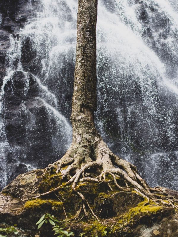 Wurzeln Baum Wasserfall