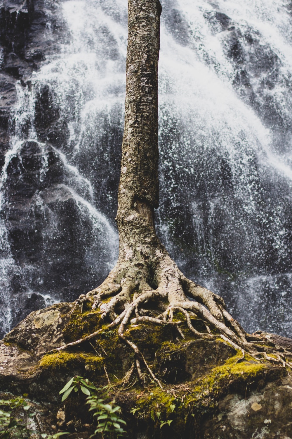 Wurzeln Baum Wasserfall