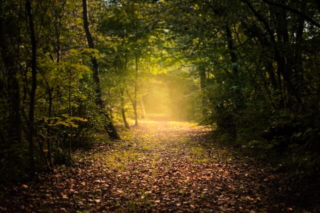 Sonnenstrahlen auf Waldweg